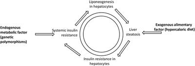 Regression of Liver Steatosis Following Phosphatidylcholine Administration: A Review of Molecular and Metabolic Pathways Involved